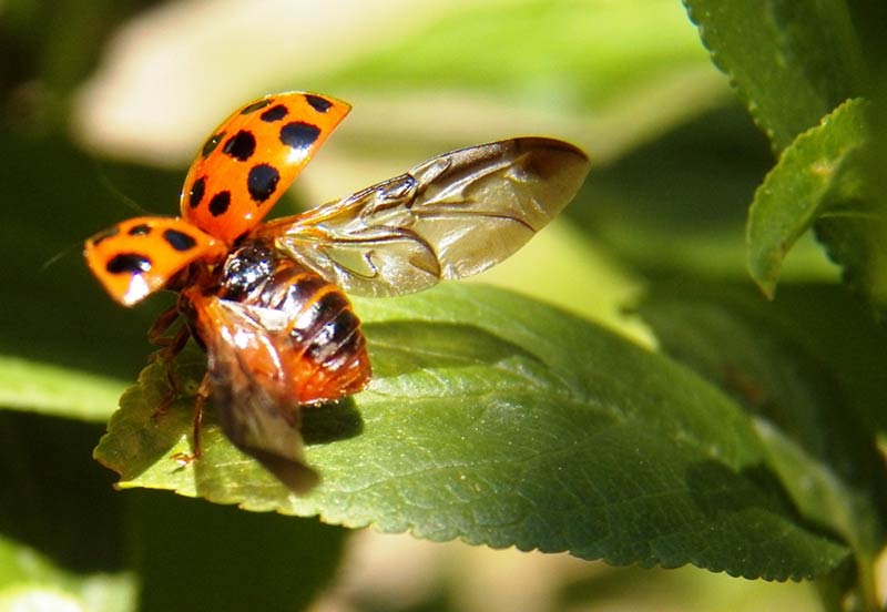 Photo of a ladybug about to take flight by Gerald Markhoff